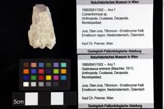 Foto (Objket + Etiketten) von Gastrodorus sp. 